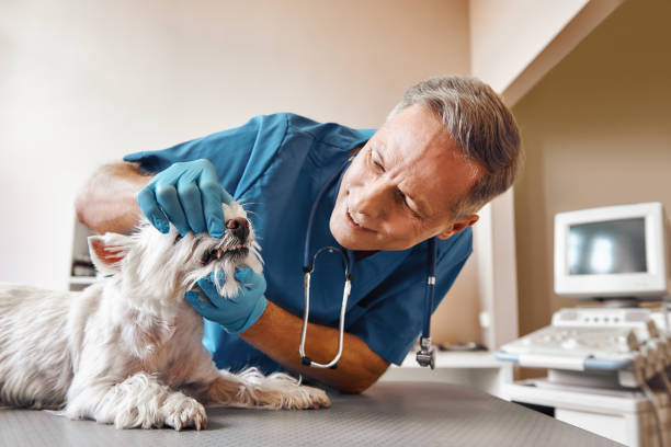 Best Emergency Treatment for Dental Infections or Abscesses in Colmar Manor, MD